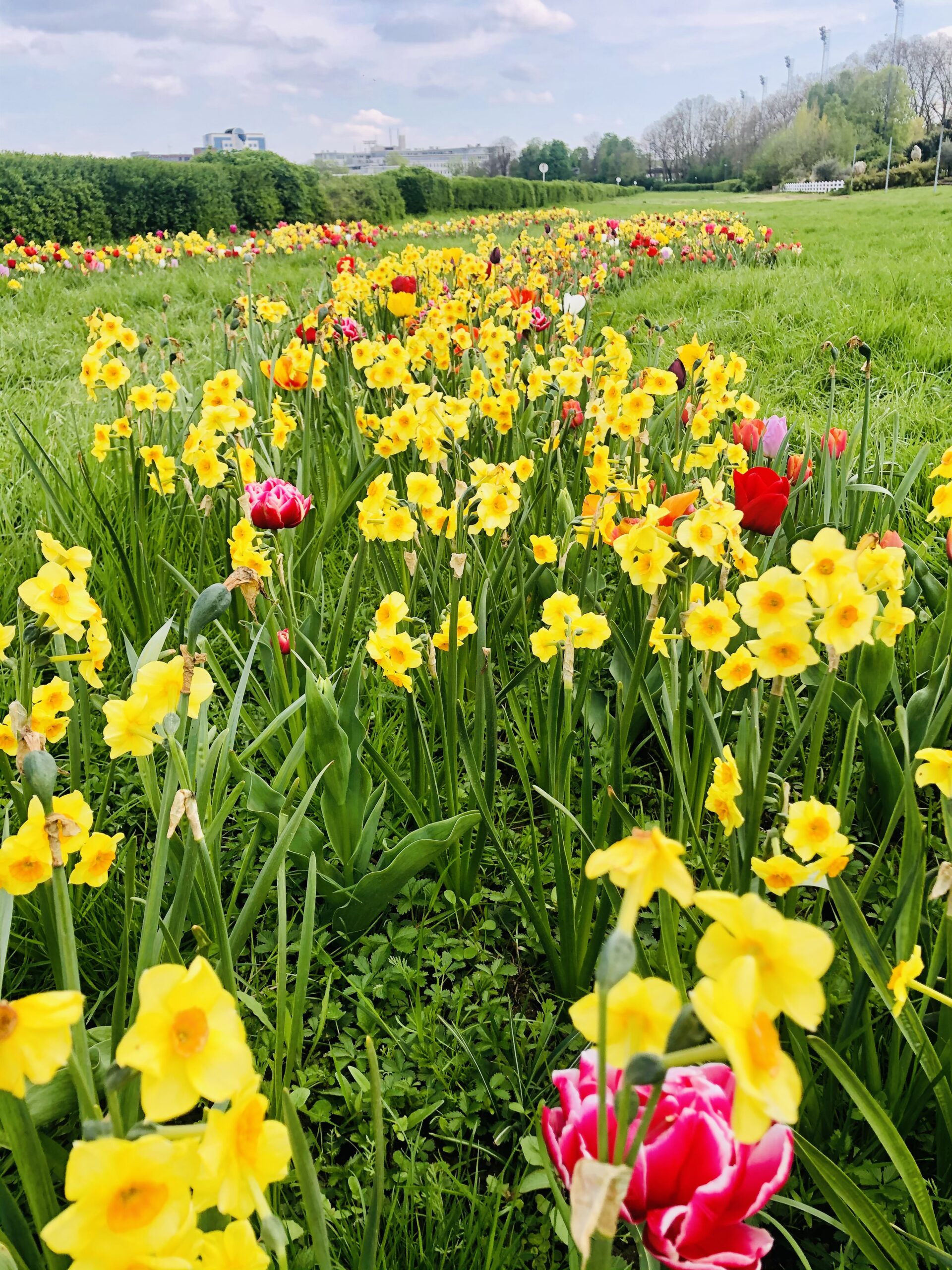 Gruenes Herz Neuss_Bluehstreifen vor Gebauede