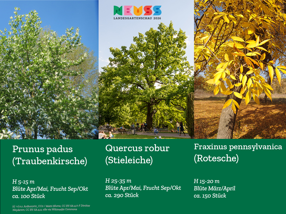 Die Hauptbaumarten geben den Ton und die Farbe des Parks an und sorgen für Strukturierung. Zu ihnen gehören die Traubenkrische, die Stieleiche und die Rotesche. Die Hauptbaumarten geben den Ton und die Farbe des Parks an und sorgen für Strukturierung. Zu ihnen gehören die Traubenkrische, die Stieleiche und die Rotesche.