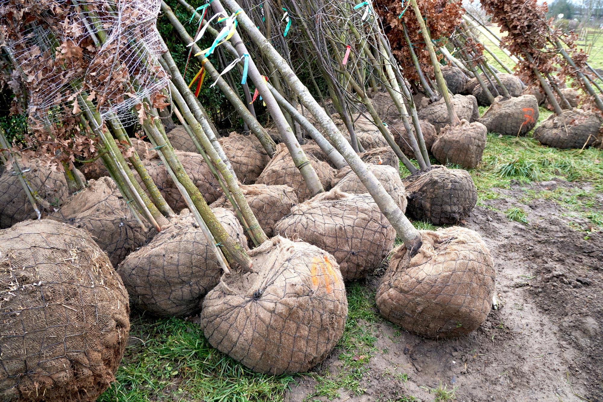 Mit der Landesgartenschau Neuss 2026 wird ein neues grünes Zentrum für Neuss geschaffen. 1000 Bäume im Bereich des Festhains konnten im Januar 2025 gepflanzt werden. | Foto: Thomas Mayer Archive